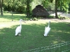 100_6066.jpg